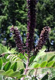 Image result for Indigofera paniculata