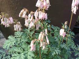 Dicentra Formosa A Native American Plant Attractive To Hummingbirds Bees Toxic To Dogs Bleeding Deer Resistant Plants Bleeding Heart Plants Toxic To Dogs