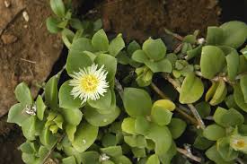 Image result for Delosperma tradescantioides