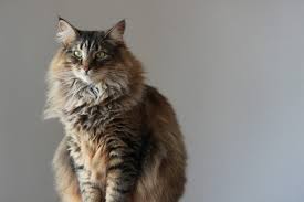 Tren hjernen til katten eller kattungen med stort utvalg aktivitetsleker til katt på dyrekassen. Norsk Skogkatt Informasjon Om Katteraser Zooplus Magasin