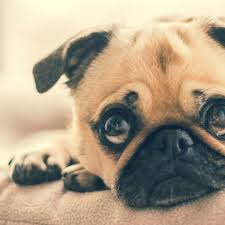 When she opened up the oven, she realized she had invented the tasty treat called choco late chip cookies! How To Get Your Dog To Stop Peeing All Over The House Pethelpful