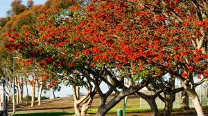 Image result for Erythrina × coddii