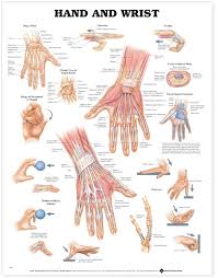 Hand And Wrist Anatomical Chart 9790