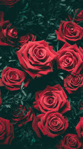 Pin By Elisabete De Oliveira On صور للتصميم Photos Of The Design Flower Iphone Wallpaper Red Roses Wallpaper Rose Wallpaper