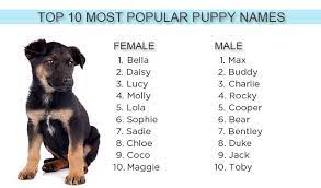 Pick a name that the pet can easily recognise. Most Popular Puppy Names Of 2012