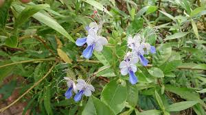 Image result for Rotheca myricoides