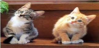 Kedi Egitimi