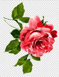 Pin On Flowers