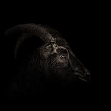 Black And White Goat Wallpaper Black White The Witch Bruxas Papel De Parede Celular
