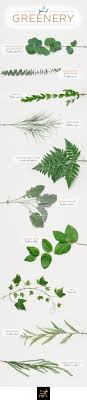 Maybe you would like to learn more about one of these? 20 Types Of Greenery And Filler Flowers Ftd Com