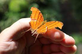 11 Poemas De Mariposas 2 3 Y 4 Estrofas Romanticos Llenos De Amor