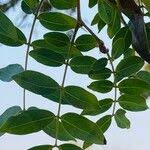 Image result for Brachystegia spiciformis