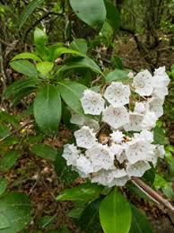 Read our guide on laurel hedging to find out more about the laurel hedge plants produce hydrocyanic acid which can cause serious complications if ingested. Kalmia Latifolia Mountain Laurel Native Plants Of North America