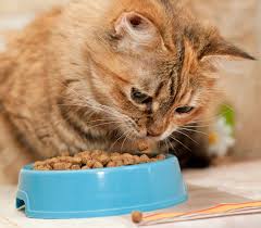 diabetic cat food