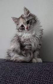 Some of our kittens will be with white and some high white but most will be without white. Our Siberian Kitten Vosse Black Tortie Silver Tabby White Siberian Kittens Siberian Forest Cat Pets Cats
