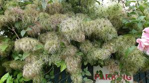 Image result for Clematis commutata
