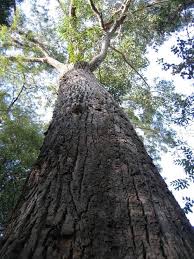 Image result for Eucalyptus botryoides