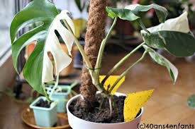 Maybe you would like to learn more about one of these? Se Debarrasser De La Mouche Des Terreaux Plante Jardinage 40 Ans Et 4 Enfants