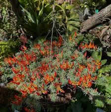 Image result for Lotus berthelotii