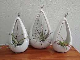 Air plants are small indoor house plants that get most of their nutrition from the air and require very little water. 5 Effective Ways To Increase The Lifespan Of An Air Plant The Practical Planter