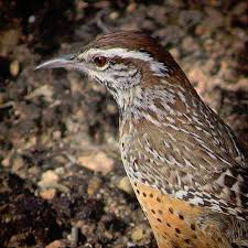 Birds Of Southern Arizona Book Tucson Hotels Events Restaurants Things To Do Planning Arizona Birds Bird Photo Cactus Wren