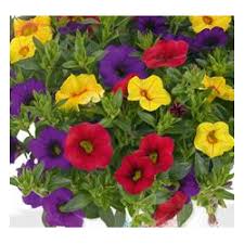 Acheter Calibrachoa Hawaiian Hilo 2015 Pas Cher Plante Annuelle Jolie Fleur Plante