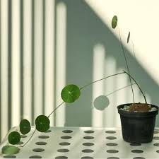 Check out our stephania erecta selection for the very best in unique or custom, handmade pieces from our craft supplies & tools shops. Stephania Erecta Stephania Erecta In Gardentags Plant Encyclopedia