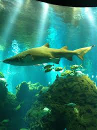 home tiger sharks youaqua aquariums sharks fishkeeping aquariumhobby fish tank accessories fish tank aquarium