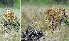 They had no interest in interacting with humans. He Ll Be Feeling Prickly After This Hungry Leopard Gets In A Spot Of Bother Trying To Eat A Porcupine Daily Mail Online