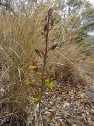 Image result for Eulophia hereroensis
