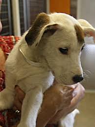 Greyhounds are very affectionate, well behaved and mild mannered. Indy Mega Adoption Hopes To Empty Local Animal Shelters