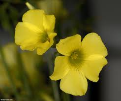 Image result for Oxalis pes-caprae