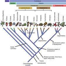 biology eukaryotic kingdoms shmoop biology