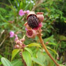 Image result for Ochthocharis