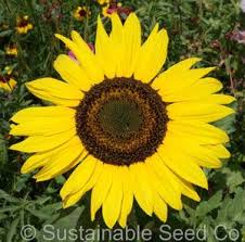 Olusa menjual bunga matahari dengan rangkaian yang cantik dan menawan. Jual Benih Seeds Bibit Flower Bunga Matahari Sunspot Sunflower Sunspot Wildflower Rare Beatuiful And Unique Kota Administrasi Jakarta Selatan Amefurashi Dream Garden Wild Flowers Dwarf Sunflowers