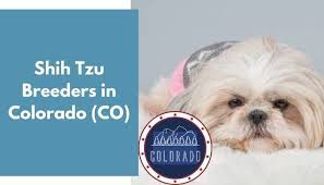 I have one male and one female. 13 Shih Tzu Breeders In Colorado Co Shih Tzu Puppies For Sale Animalfate