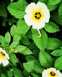 Image result for Turneraceae