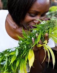 ERIN SCOTT — cannabis gardening, cooking and craft photography