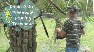 At father & son exterminating our goal is to prevent pests rather than cope with them after they appear. Father And Son Pest And Lawn Solutions Lawn Care