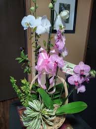 Image result for Nervilia kotschyi