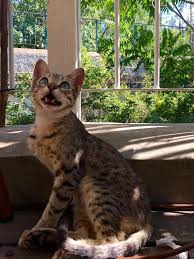 Why Do Cats Chirp The Reason Behind Those Funny Noises The Dodo