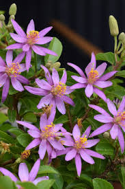 Image result for Grewia