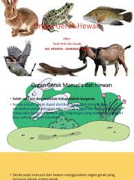 Walaupun merupakan alat gerak pasif tetapi tulang mempunyai peranan yang besar dalam sistem gerak manusia dan hewan. Kumpulan Soal Sistem Gerak Pada Hewan Masnurul