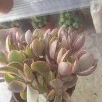 Image result for Crassula globularioides