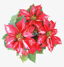 800 X 774 2 Auguri Di Buon Natale Fiori Png Image Transparent Png Free Download On Seekpng They must be uploaded as png files, isolated on a transparent background.