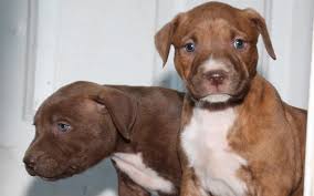 Check out our other related guides What To Feed A Pitbull Puppy To Get Big Muscles Dog Foods Review