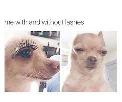 14 Funny Chihuahua Memes That Will Make You Laugh Page 2 Of 3 Petpress Fake Eyelashes Funny Eyelash Extensions Eyelashes