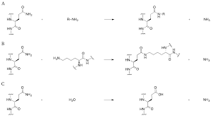 Protease refers to a group of enzymes whose catalytic function is to hydrolyze breakdown peptide bonds of proteins they are also called proteolytic enzymes or proteinases. Http Tuprints Ulb Tu Darmstadt De 8146 1 Dissertation Norbert Egon Juettner Pdf
