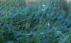 Image result for Lagenaria rufa