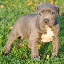 Cũng tìm hiểu về ngoại hình, tính cách của chó pitbull nhé. Tim Hiá»ƒu Chi Tiáº¿t Vá» Cho Pitbull Lai Becgie